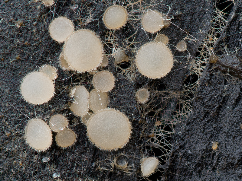 Trichophaea abundans